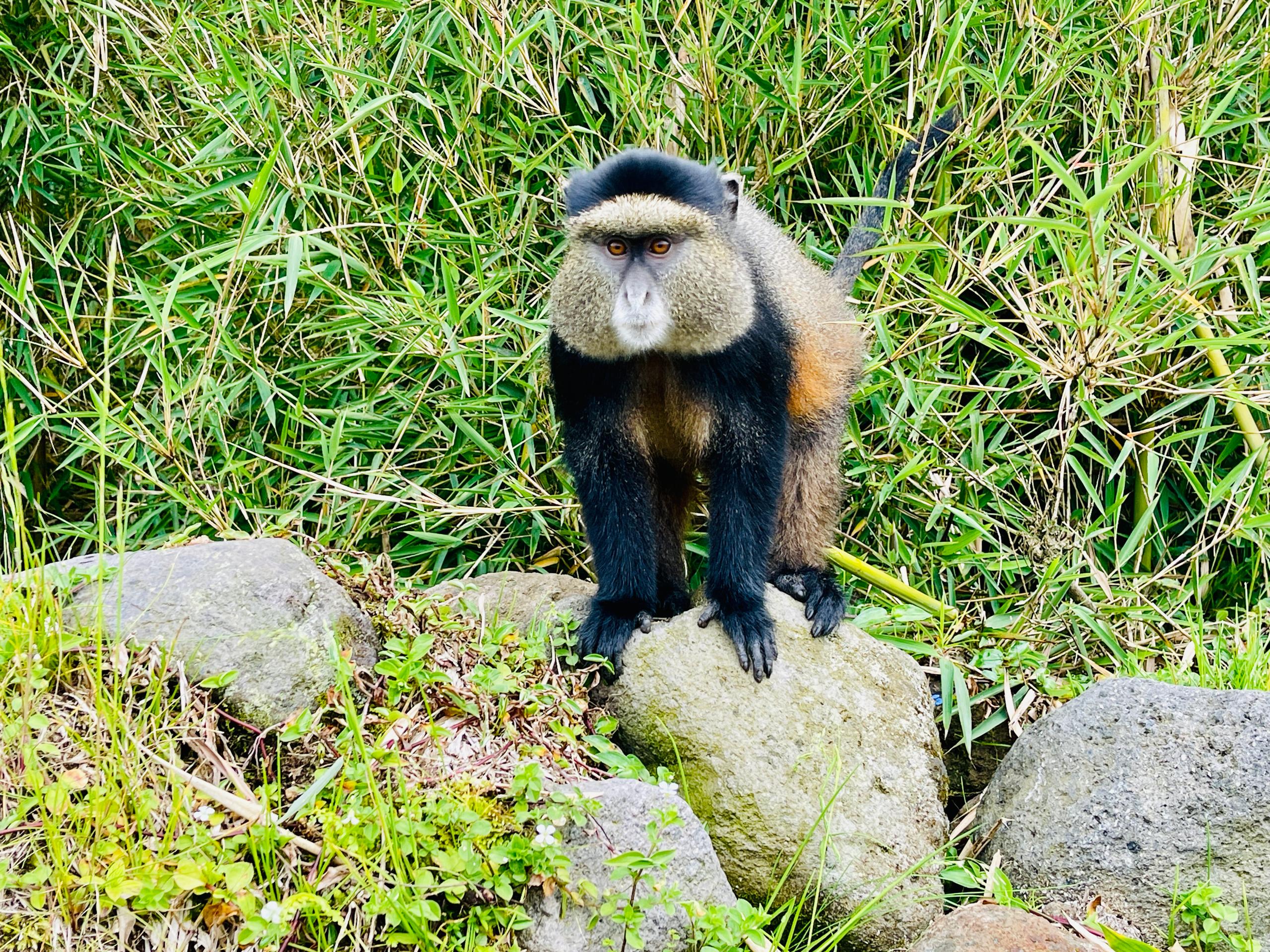 March - Japan Cherry Blossoms